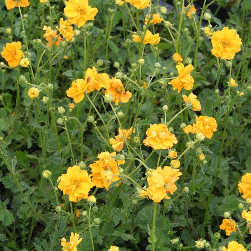 Geum chiloense 'Goldball'