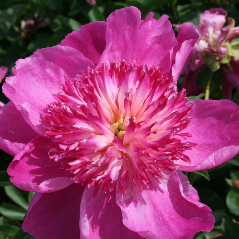 STM - Paeonia lact. 'Edulis Superba'