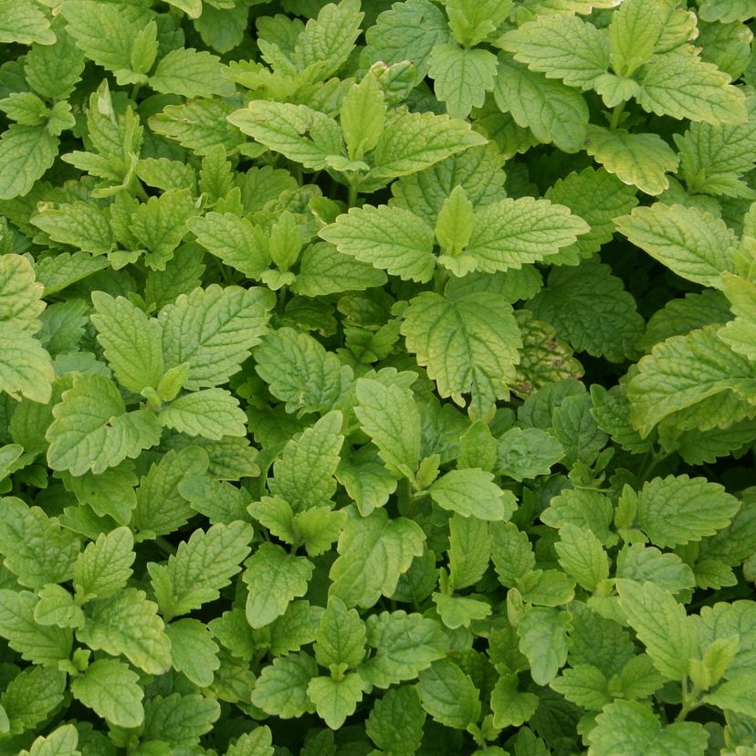 STM - Melissa officinalis 'Lemon Balm'