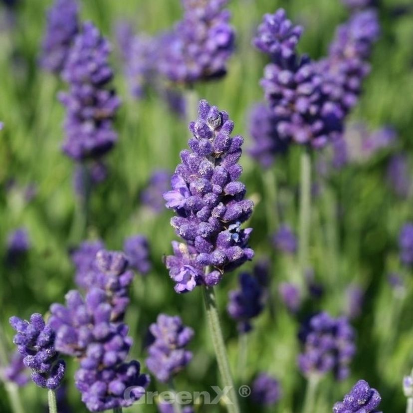 STM - Lavandula x intermedia 'Arabian Nights'