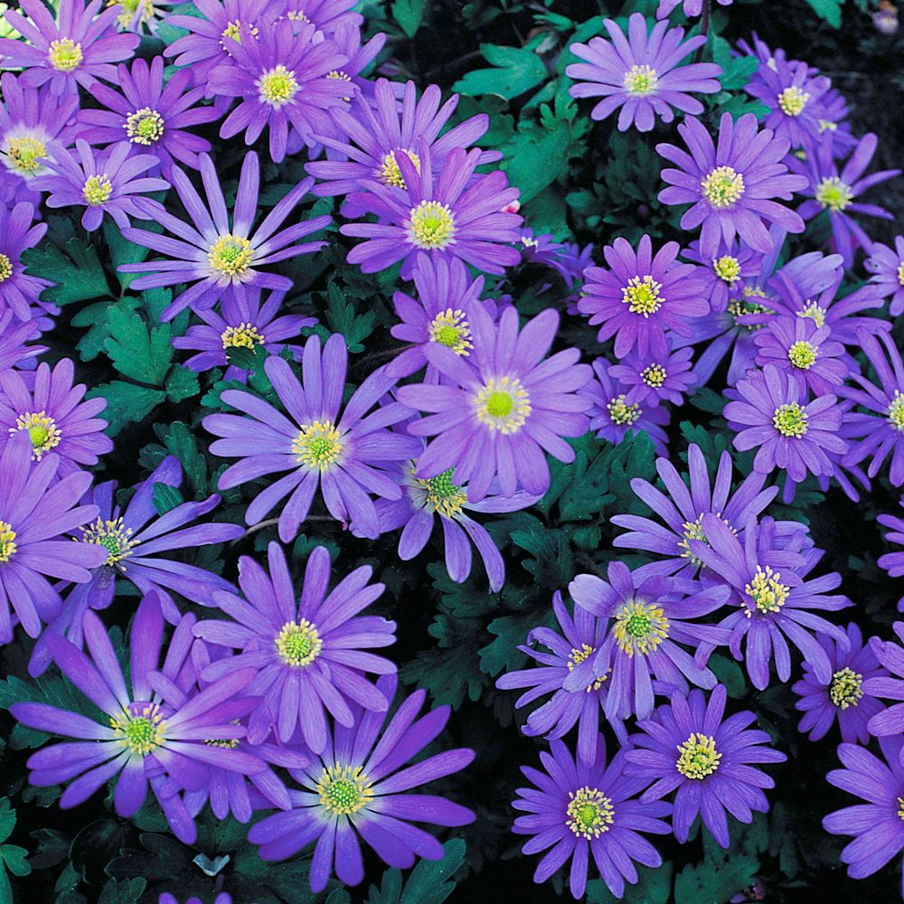 Anemone "Blue Shades"-EZ