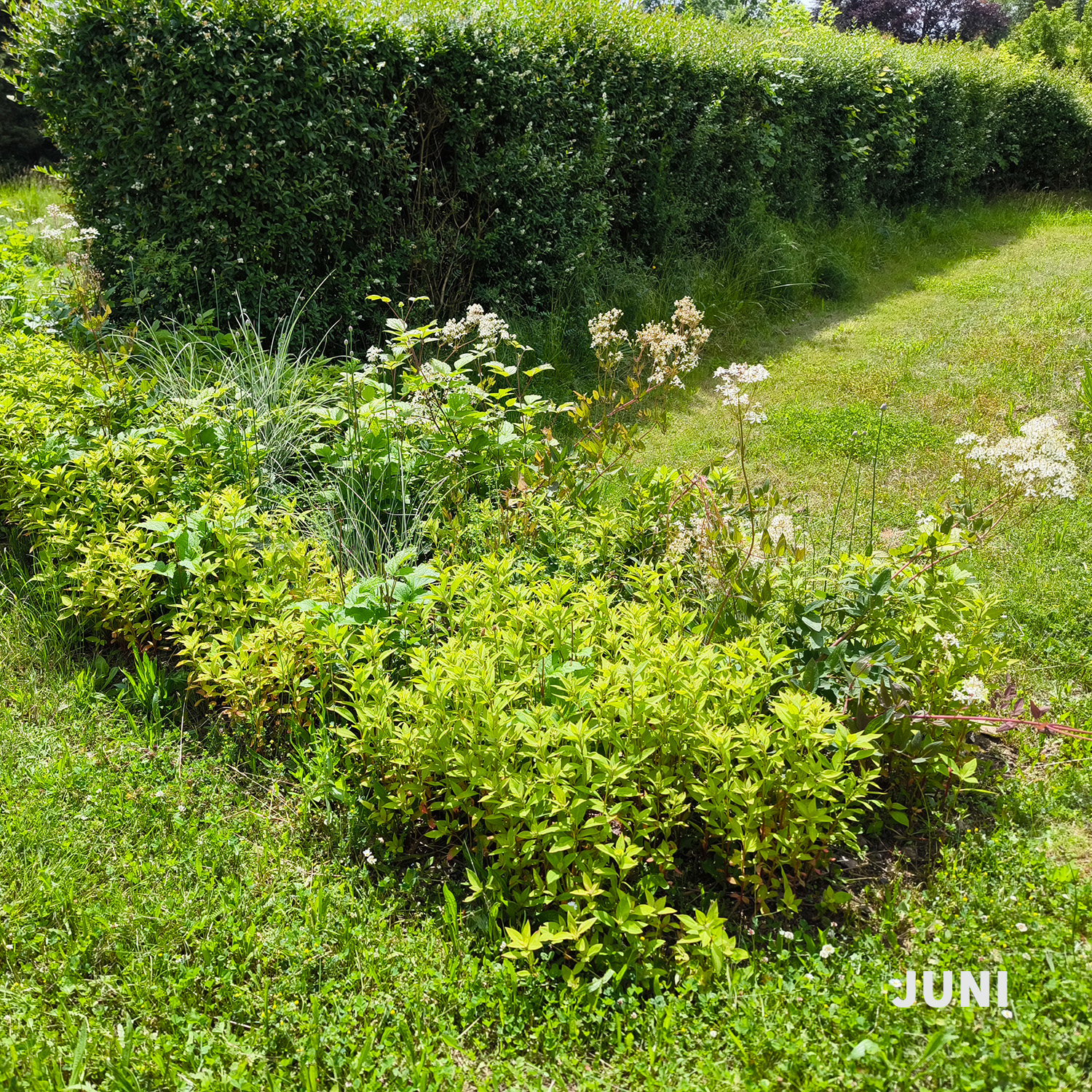 Weiß-dunkelrotes Blatt - Wädenswiler Staudenhecke