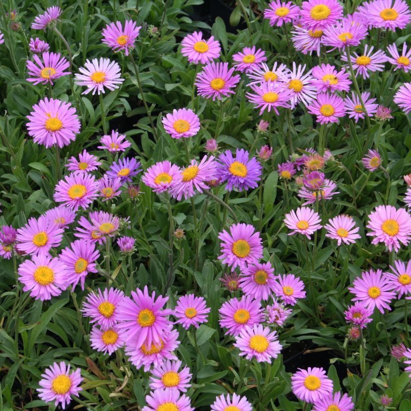 Aster alpinus 'Happy End'