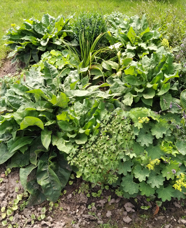 Essbare Blüten gelb-blau - Dresdner essbare Staudenmischung