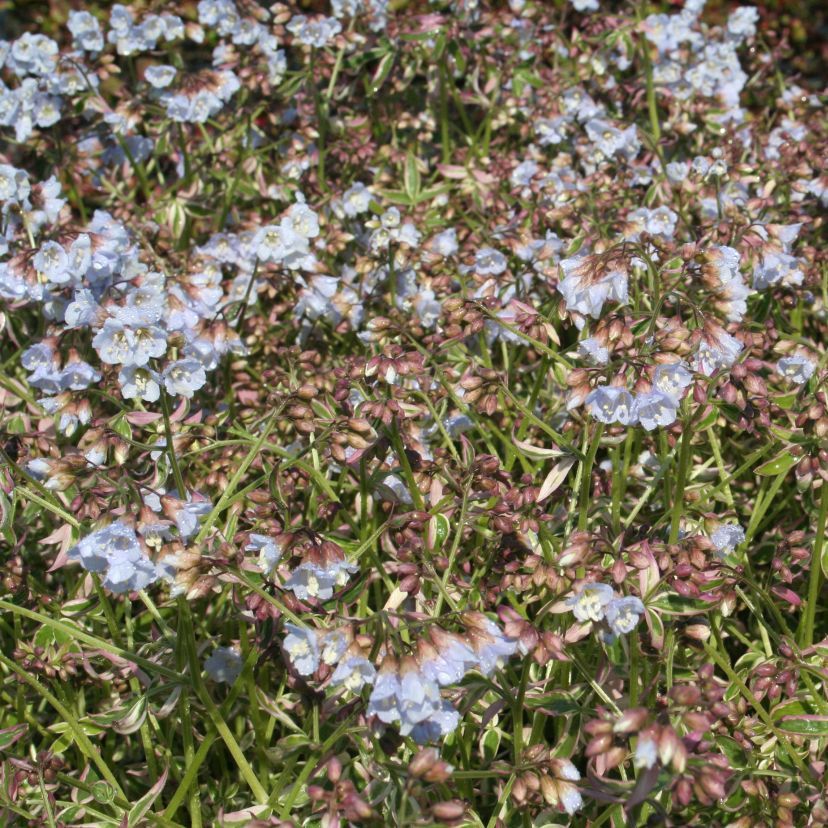 Polemonium reptans 'Stairway to Heaven'