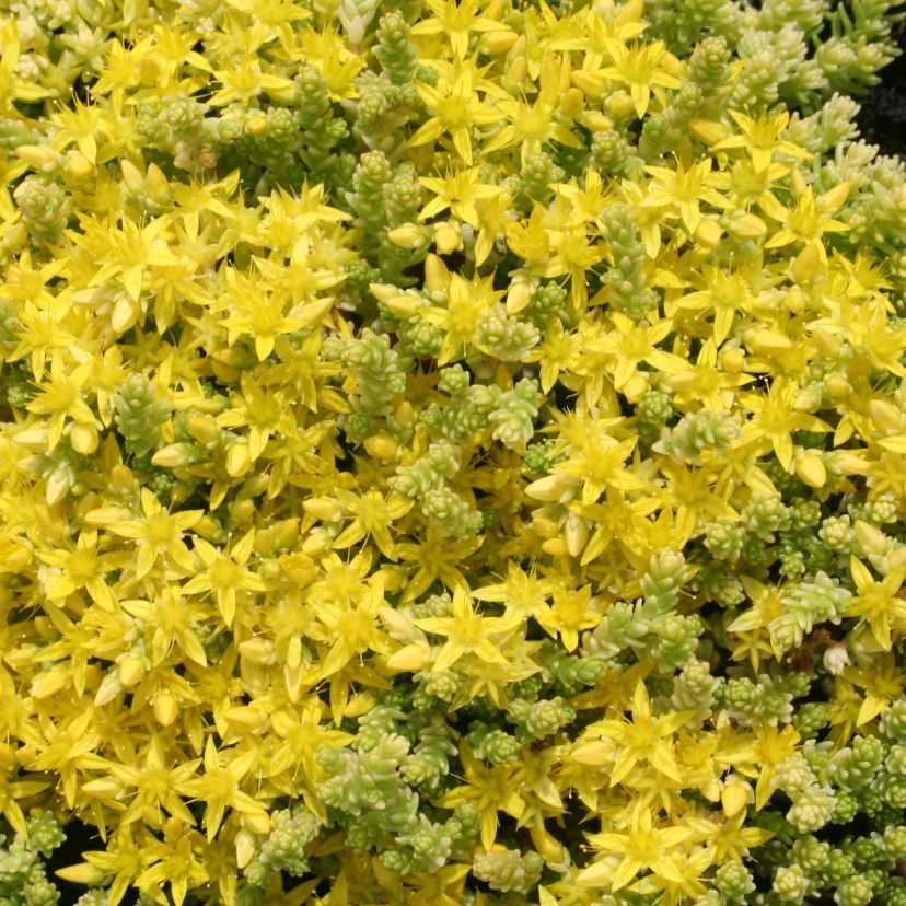 Sedum acre 'Aureum'