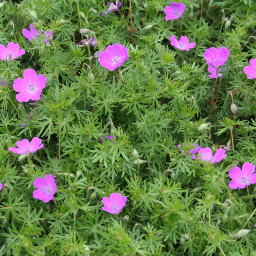 Geranium sang. 'Elsbeth'