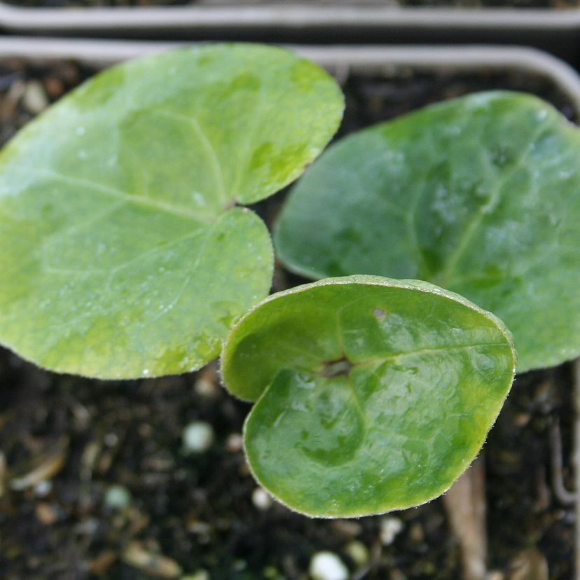 Asarum europaeum