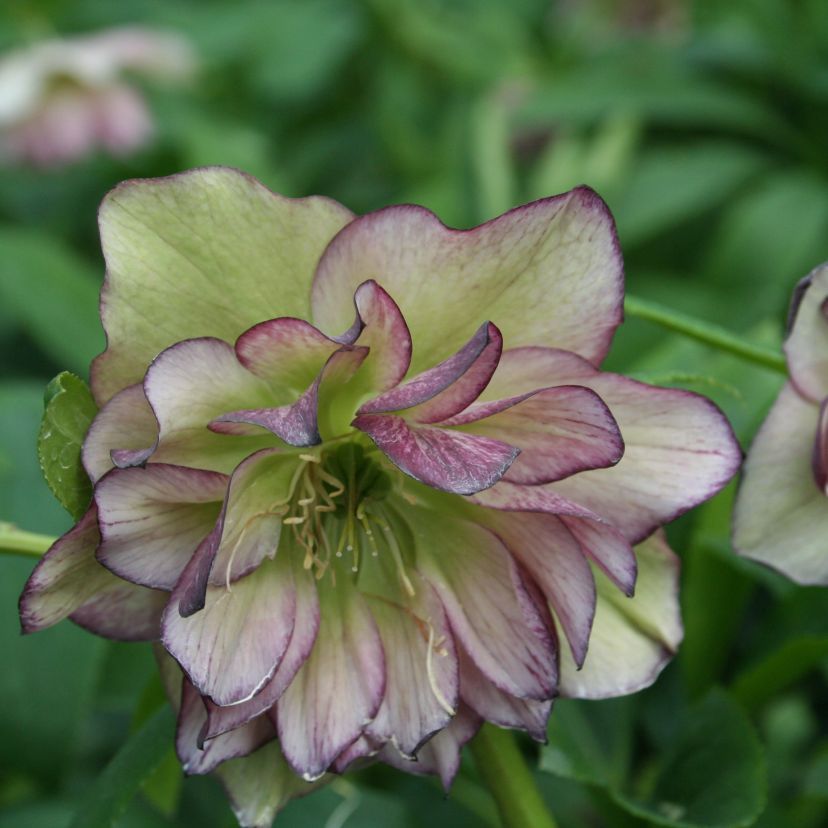 Helleborus orien. 'Double E. Picotee'