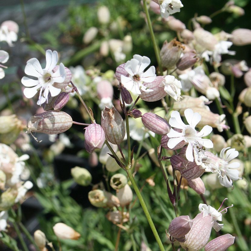 STM - Silene latifolia ssp.alba