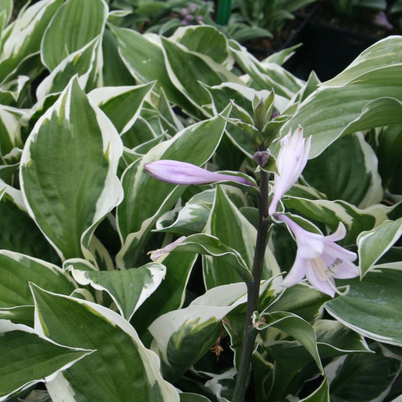 STM - Hosta, Weißrandfunkie
