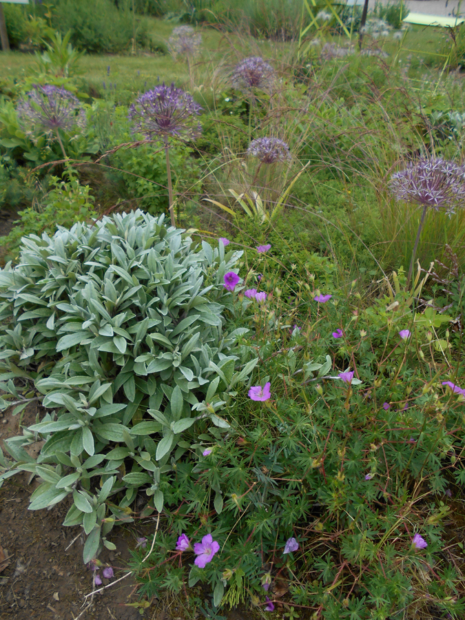 Lavendelheide - Staudenmischpflanzung