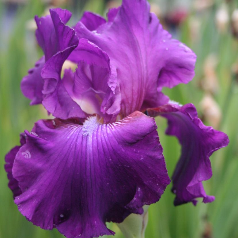 Iris barbata-elatior 'Spellbreaker'