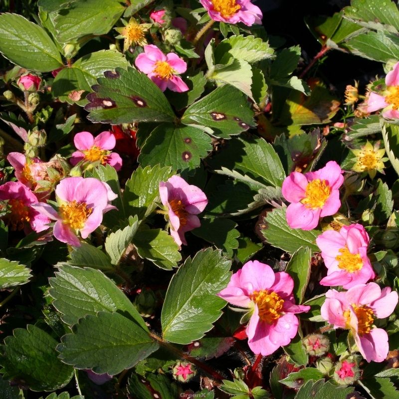 Fragaria x ananassa 'Pink Panda'  -R-