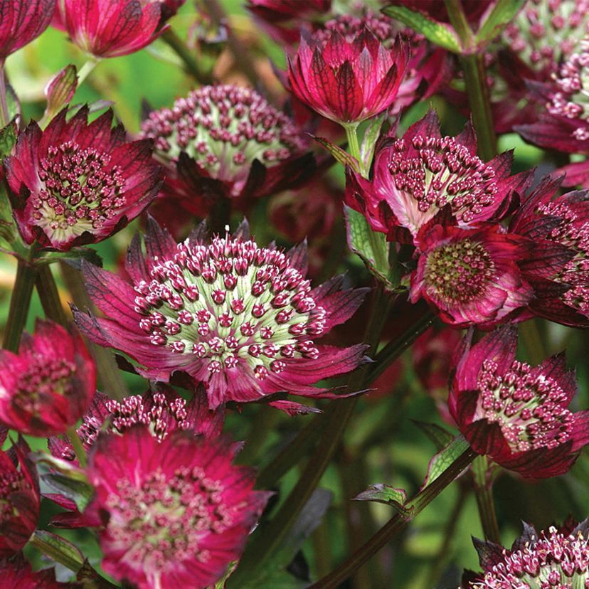 Astrantia major 'Moulin Rouge' -R-