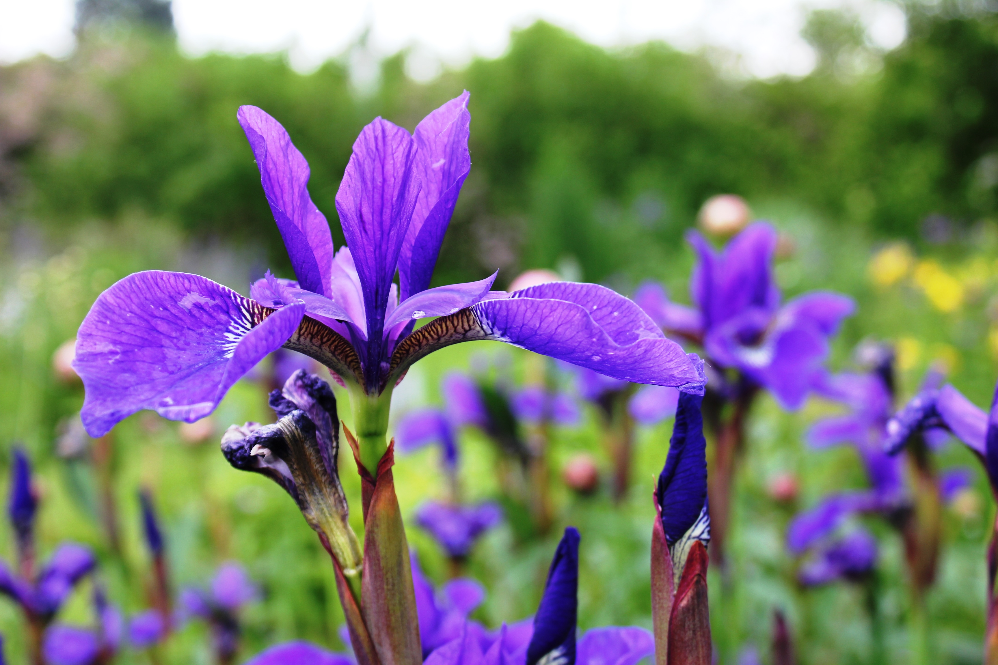 Landhausblüte blau-weiß-rosa - Staudenmischpflanzung als Fertigmischung vorgemischt