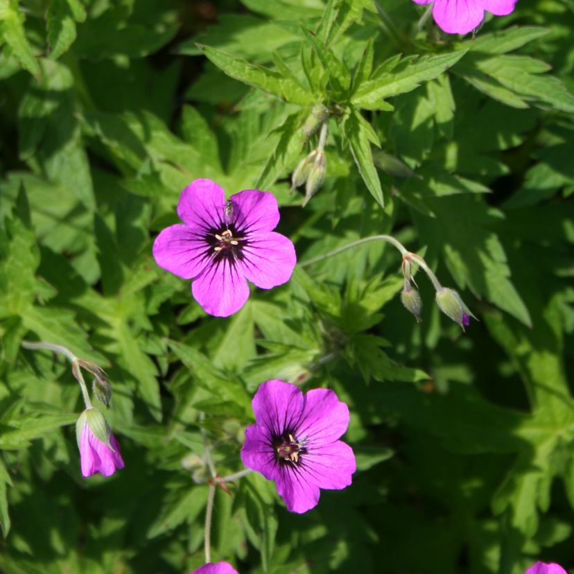 STM - Geranium psilostemon 'Patricia'
