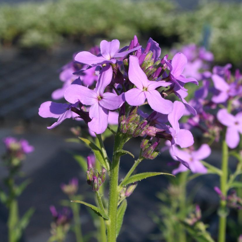 Hesperis matronalis