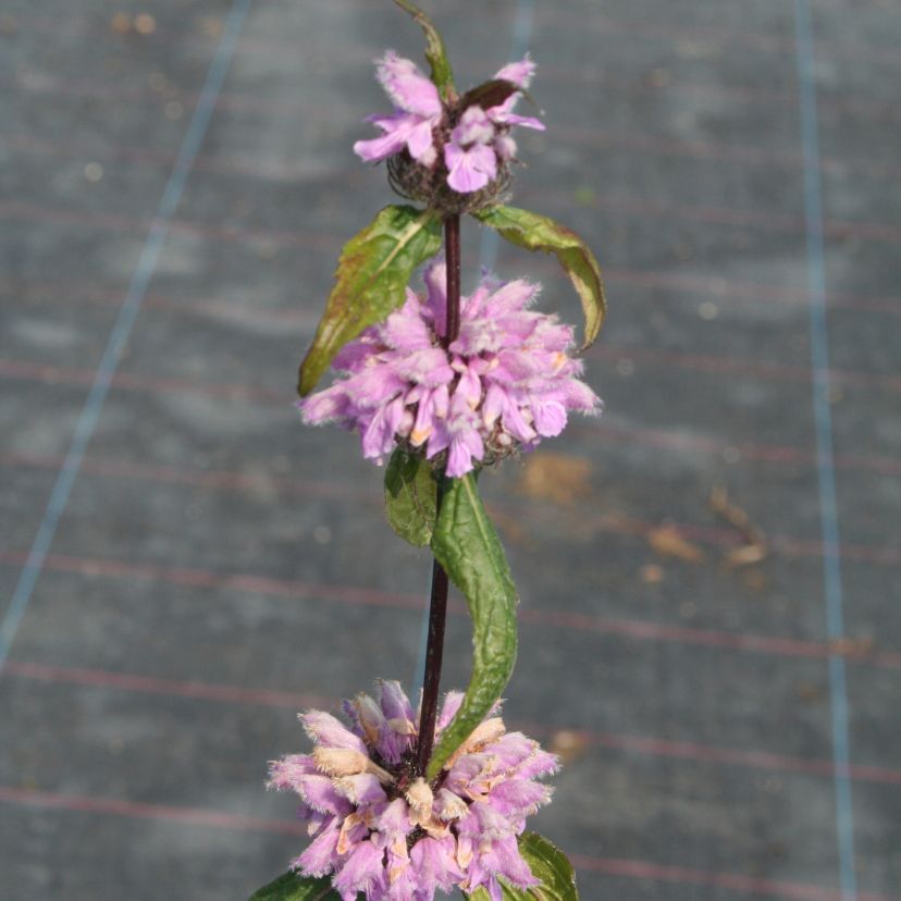 STM - Phlomis tuberosa 'Amazone'