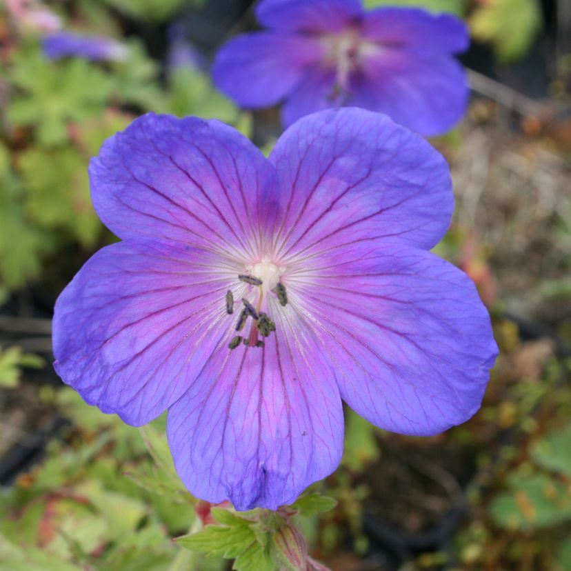 Geranium himala. 'Gravetye'