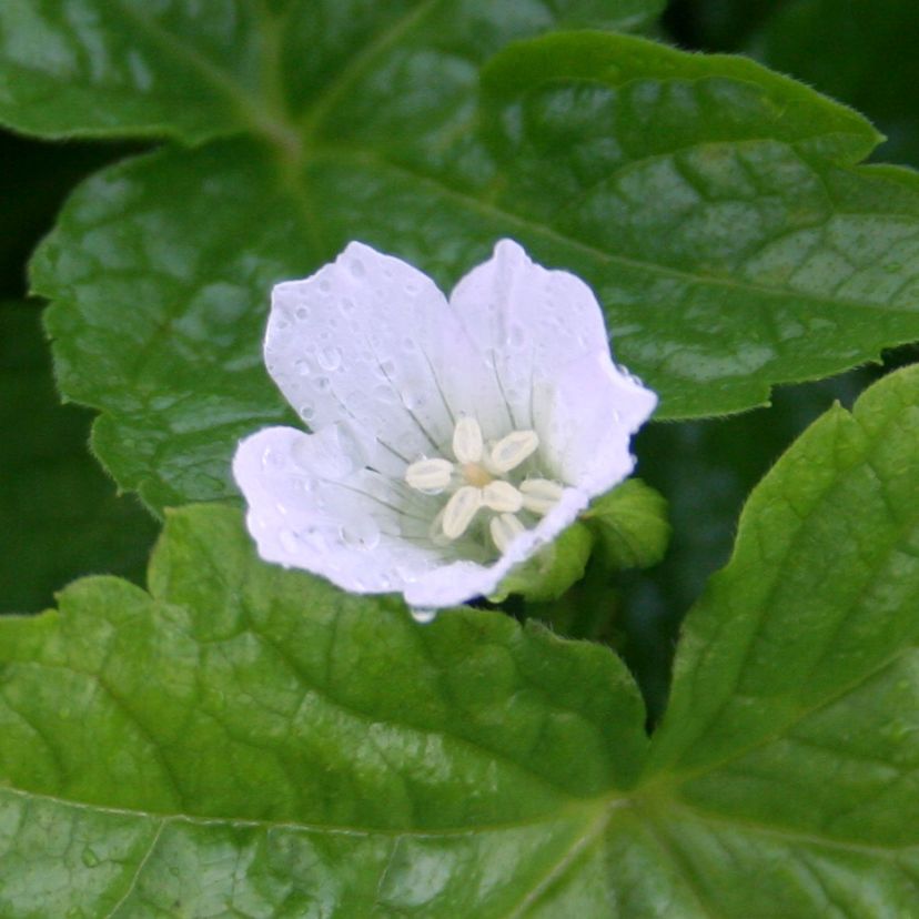 STM - Geranium nodosum 'Silverwood'