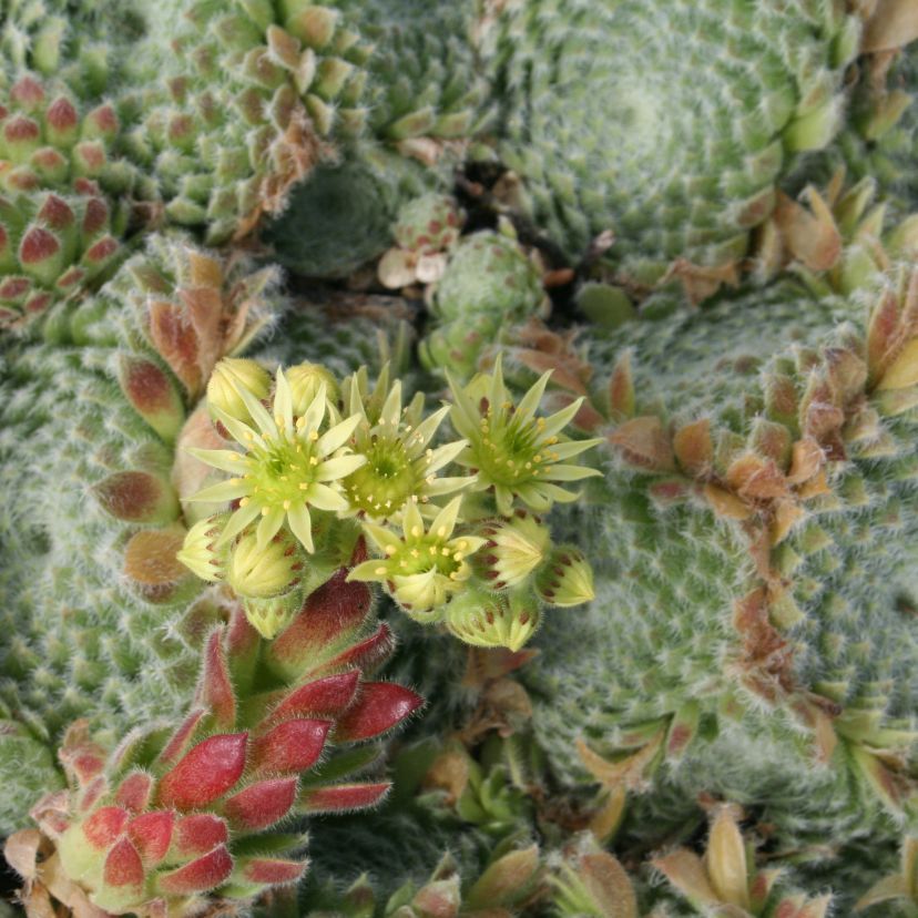 Sempervivum ciliosum borisii