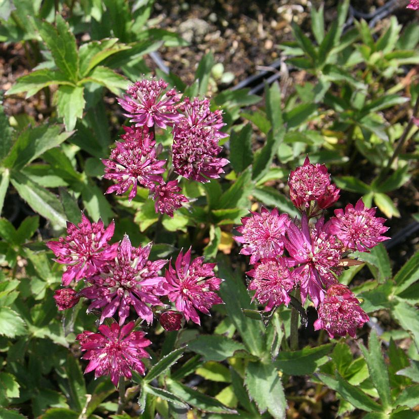 STM - Astrantia major 'Claret'