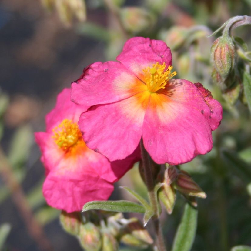 Helianthemum hybr. 'Georgeham'