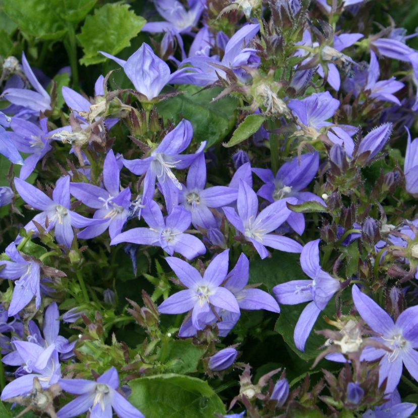 Campanula posch. 'Blauranke'