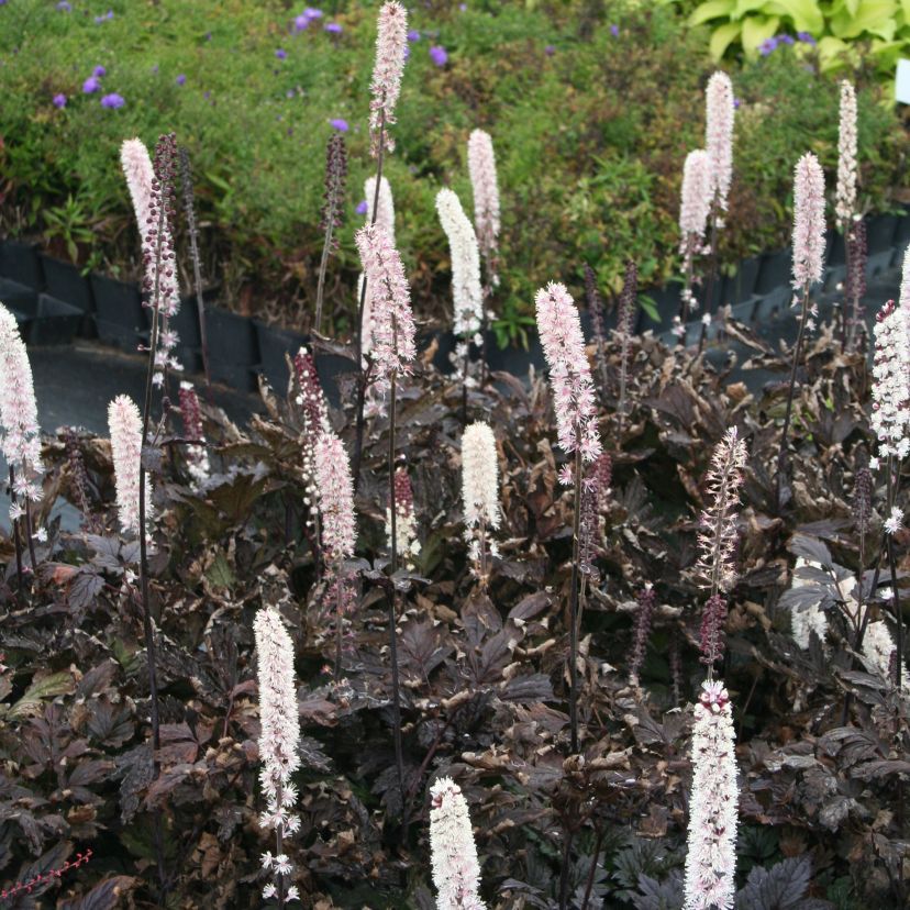 STM - Cimicifuga ramosa 'Pink Spike'
