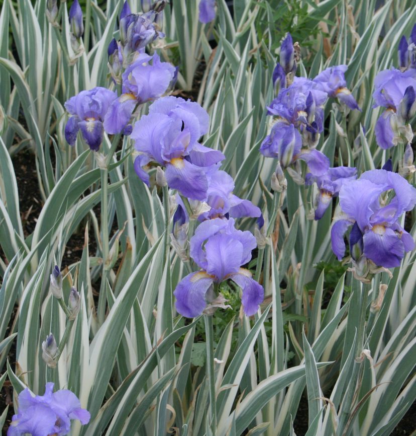 STM - Iris pallida 'Variegata'