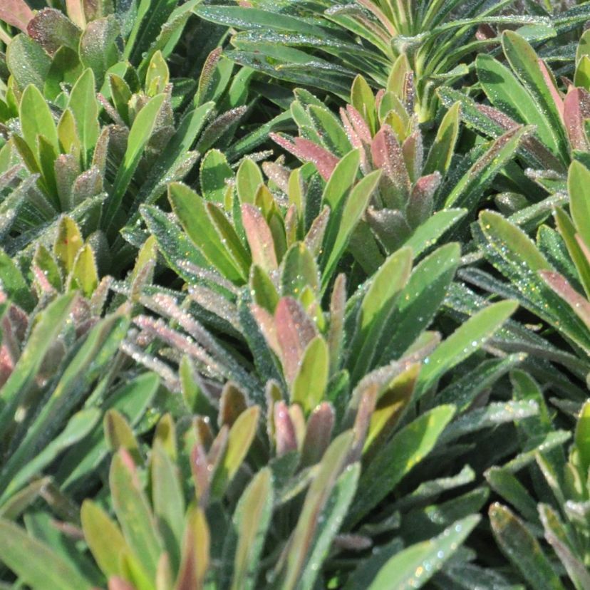 STM - Euphorbia martinii