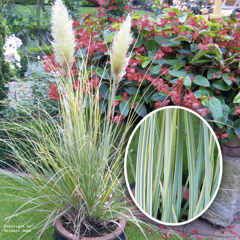STM - Cortaderia selloana 'Esperanta'