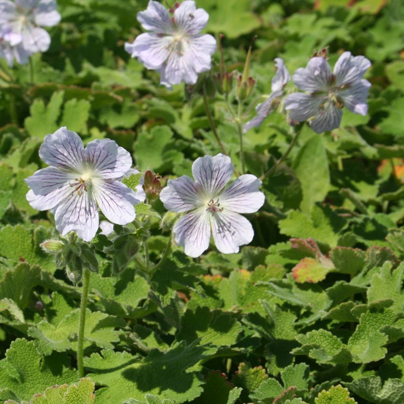 Geranium renardii 'Tschelda'