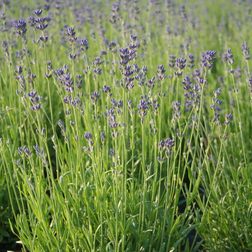 Lavandula angustif. 'Dwarf Blue'