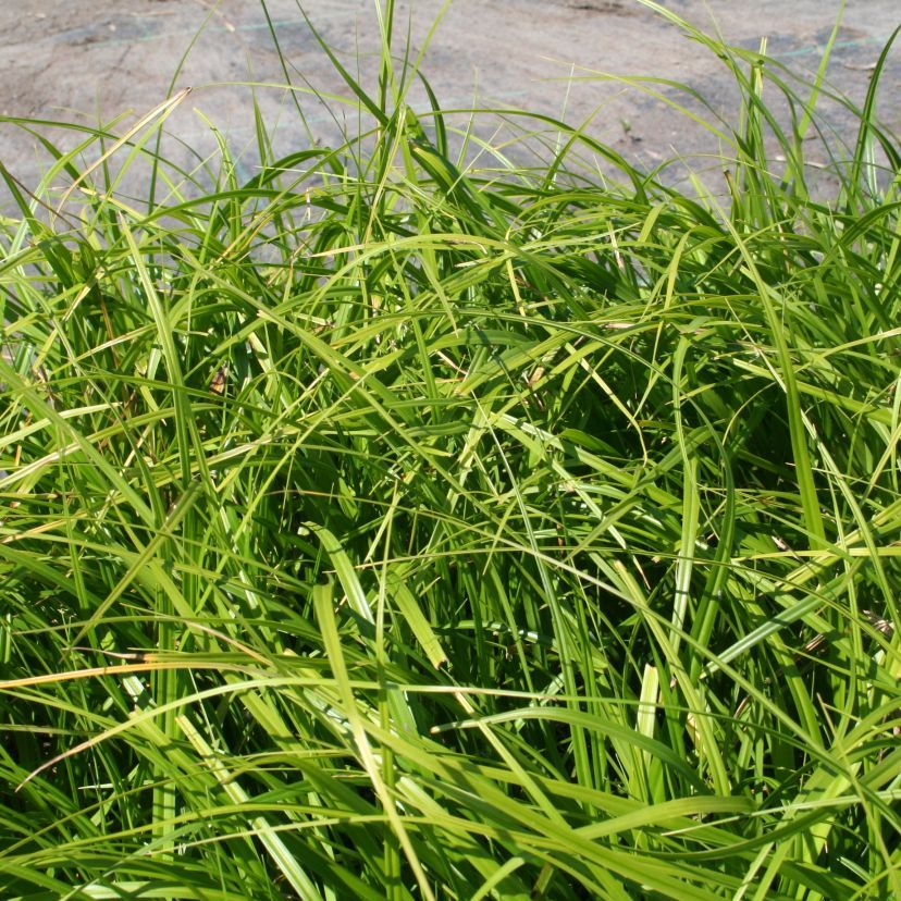 STM - Carex oshimensis 'Green Wonder'