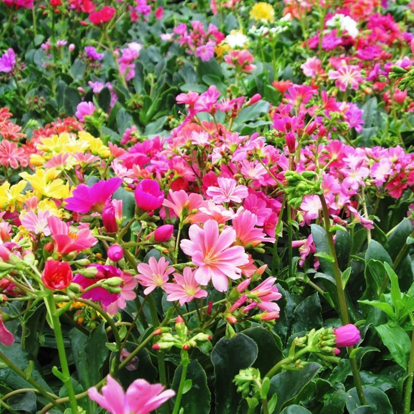 STM - Lewisia cotyledon 'Regenbogen'