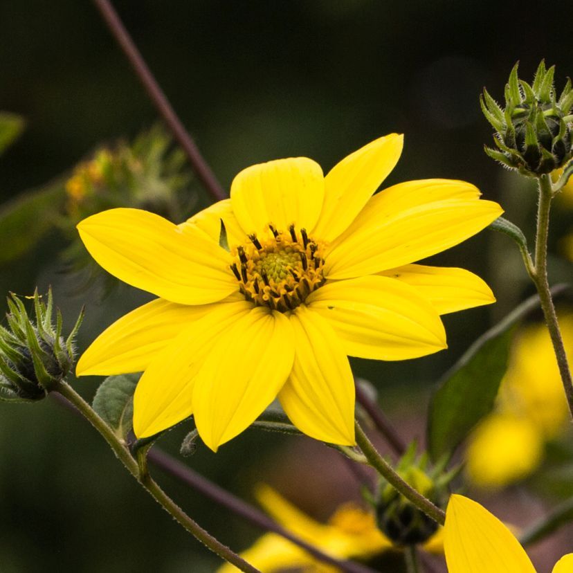 STM - Helianthus microcephalus