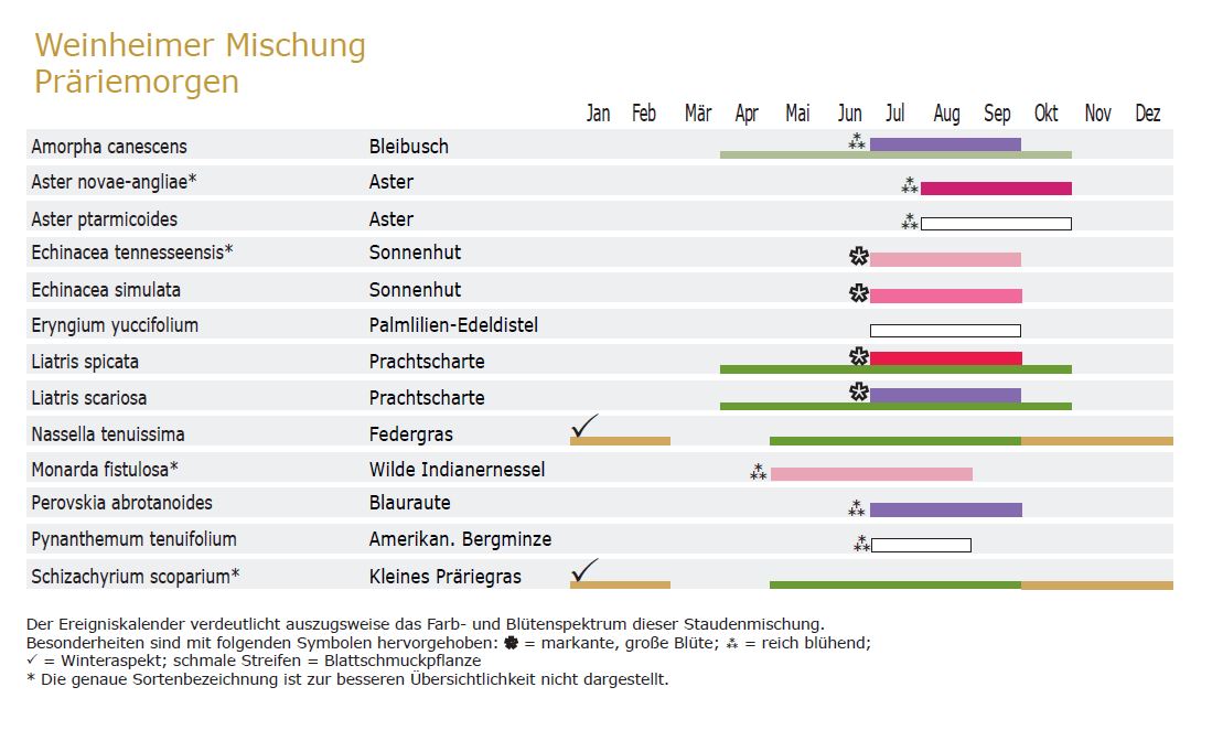 Präriemorgen - Staudenmischpflanzung als Fertigmischung vorgemischt