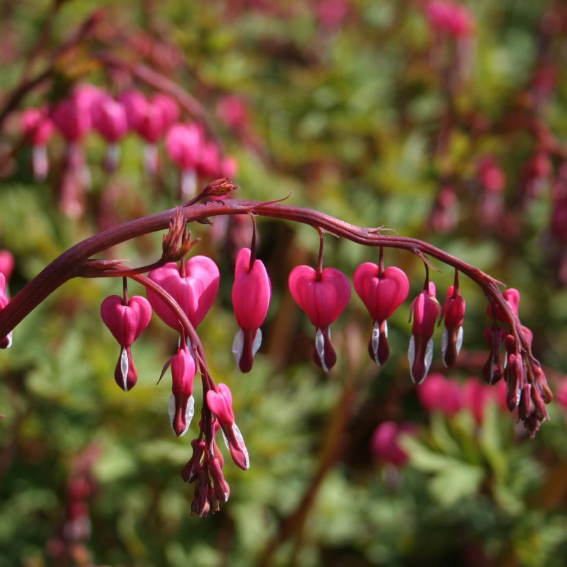 STM - Dicentra spectabilis