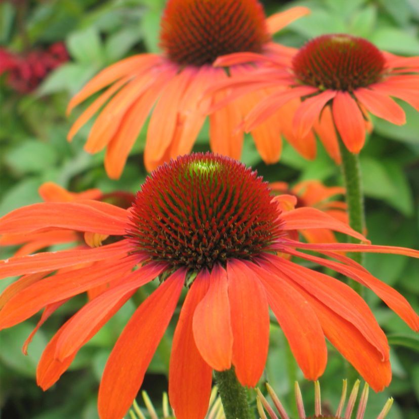 STM - Echinacea purp. 'Julia'