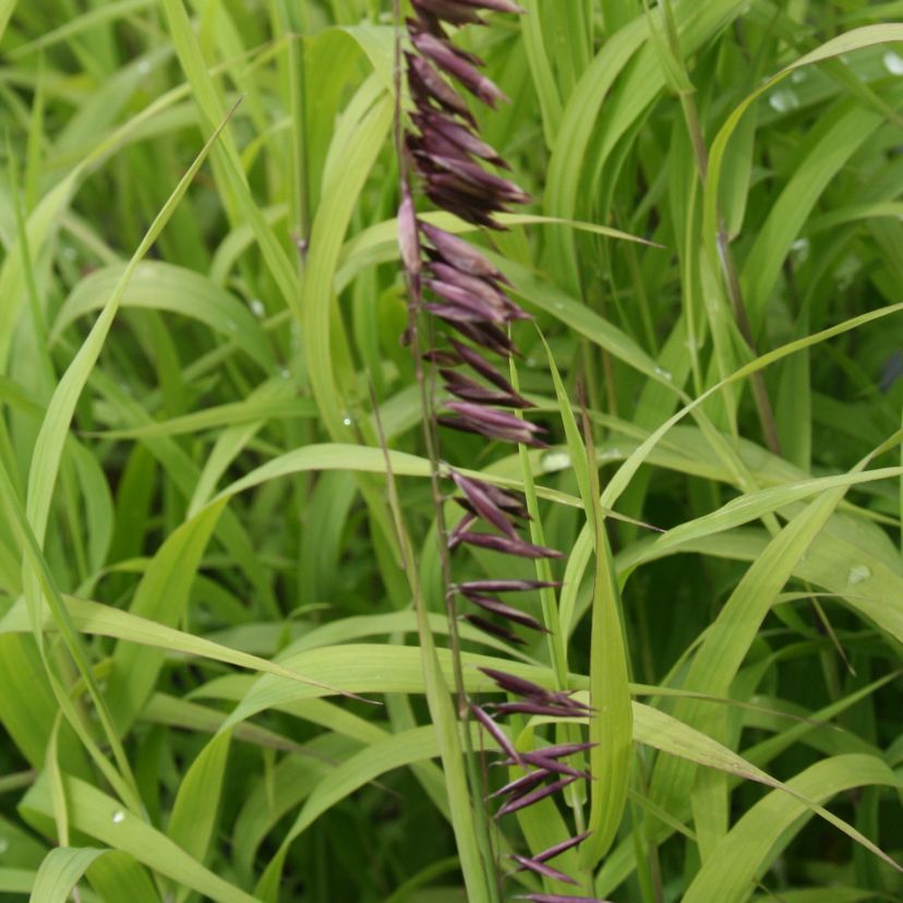 Melica altissima 'Atropurpurea'