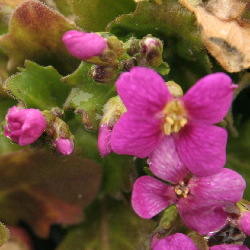 STM - Arabis caucasica 'Pinkie'