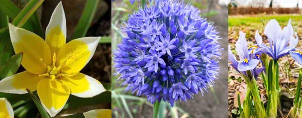 Zwiebelbox - Blau-Gelb