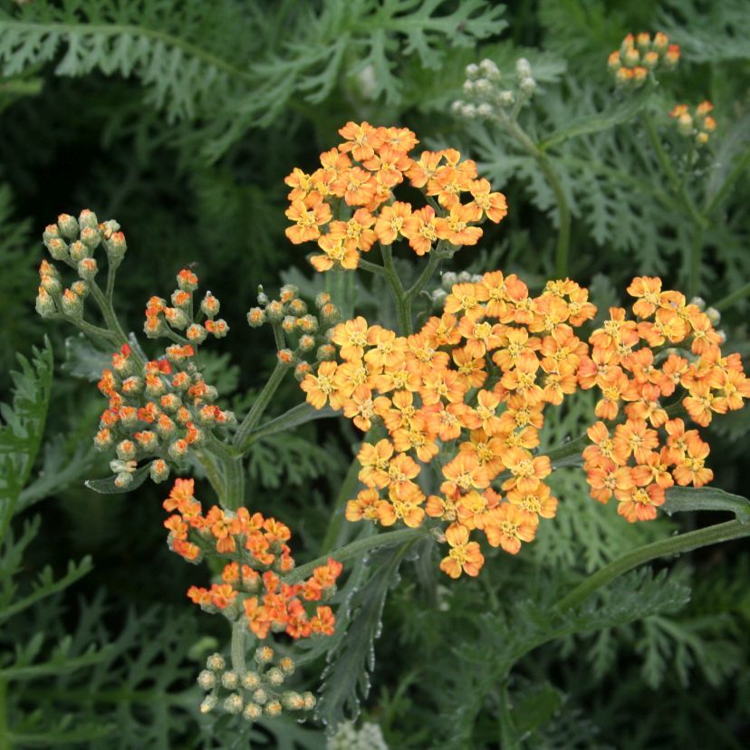 STM - Achillea millef. 'Terracotta'