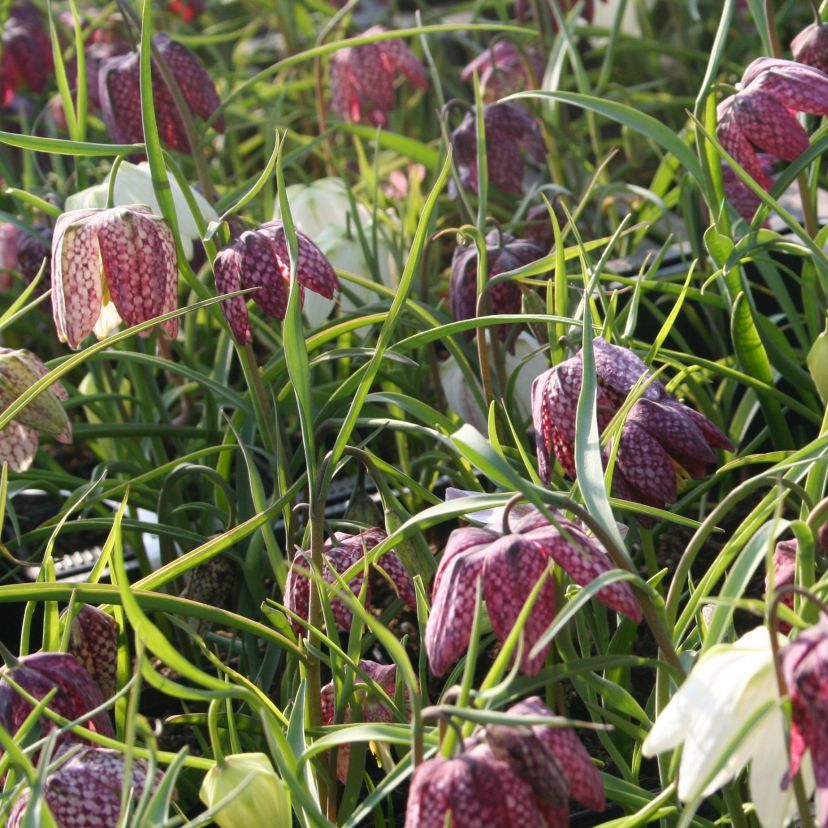 STM - Fritillaria meleagris