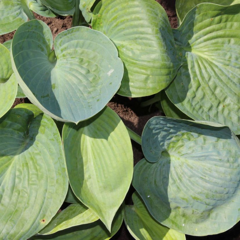 STM - Hosta tokudama 'Abiqua Drinking Gourd'