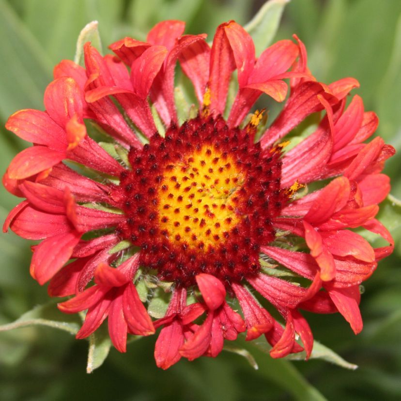STM - Gaillardia grdfl.'Frenzy'  -R- 