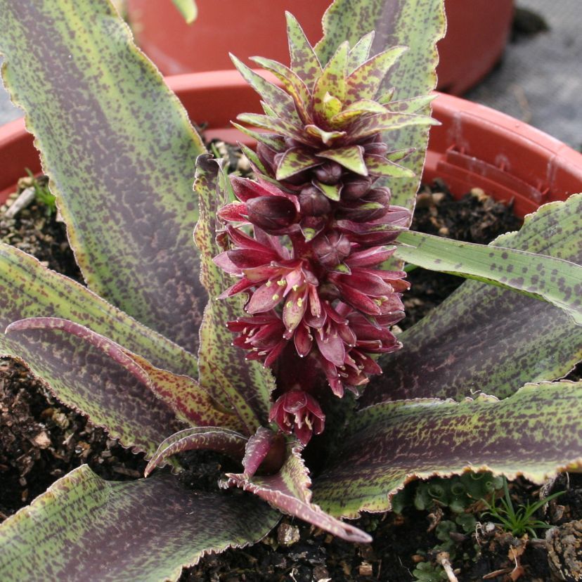 STM - Eucomis hybr. 'Freckles