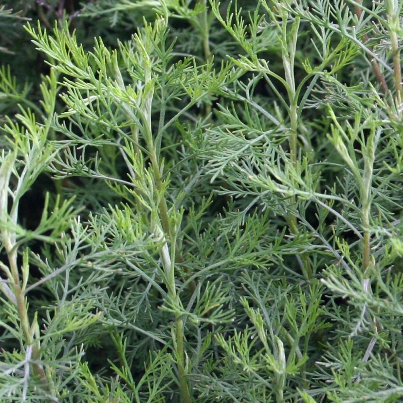 STM - Artemisia arborescens 'Citrina'
